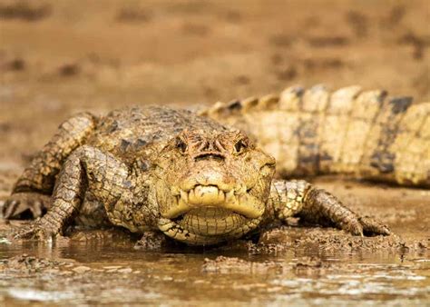 24 Spectacled Caiman Facts: Guide to Caiman crocodilus | Storyteller Travel