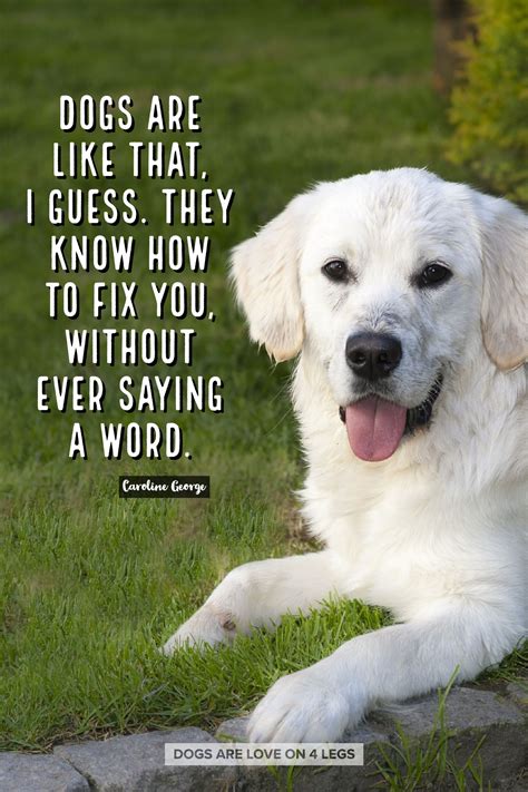 Dogs Are Like That..... Dog, Dog Quotes, Inspirational Quotes, Funny ...