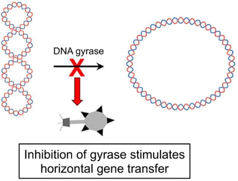 Genes | Free Full-Text | DNA Gyrase Inhibitors Increase the Frequency ...