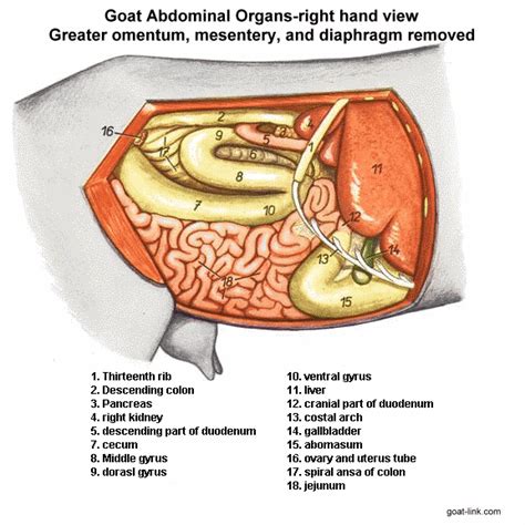 Goat-Link.com - Goat Abdominal Organs