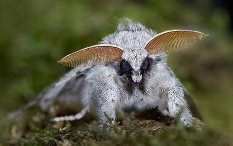 Venezuelan Poodle Moth — Facts, Hoax, Pictures | Beauty of Planet Earth