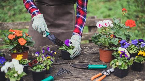 53 Summer Flowers: Your Guide to a Vibrant Garden | Angi