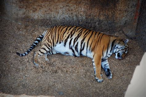 Sleeping Tiger | Amazing Animal Photo