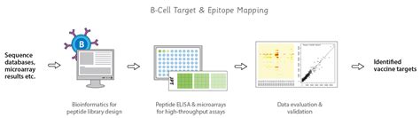 Epitope Mapping: Advanced Techniques & Applications