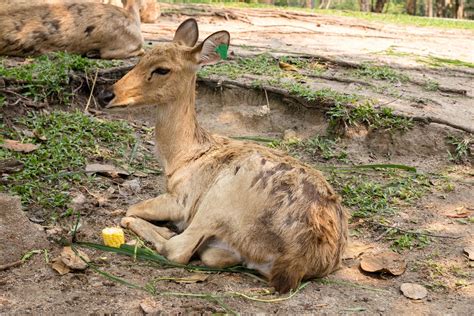 burmese brow-antlered deer, Eld 's deer, Thailand 14246542 Stock Photo ...