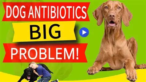 15 Antibiotic Side Effects in Dogs (And What to Do Immediately!) [+video]