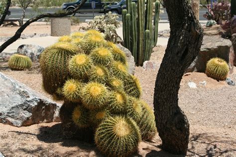 Wild Cactus in Arizona Desert