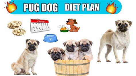 Pug dog diet plan / Pug dog diet chart / In Hindi / Pug Dog Best Food ...