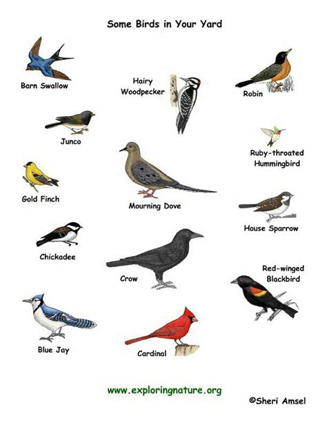 Birds and their names | Birds, Birds pictures with names, Bird species