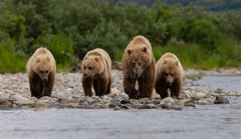 Brown Bear Fishing for Salmon in Alaksa Stock Image - Image of animal ...