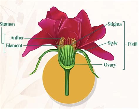 The male part of a flower consists of and filament. The female part consists of ovary,, and style.