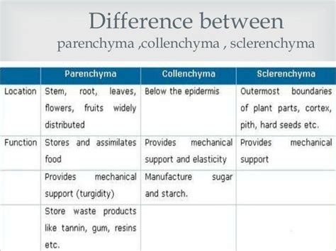 Difference between parenchyma, collenchyma and sclerenchyma Science ...