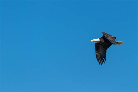 Bald Eagle Flying Under Blue Sky during Daytime · Free Stock Photo