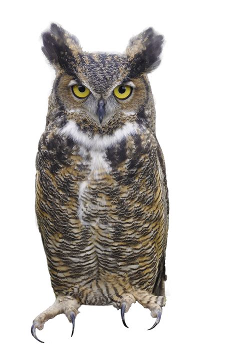 Owl | PNG All