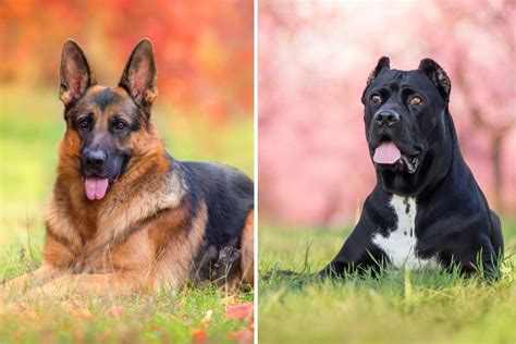 Cane Corso German Shepherd Mix: This Dog Will Fascinate You