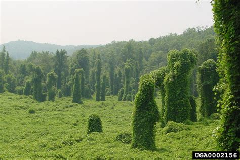 Invasive plant profile: Kudzu | UGA Extension Forsyth County