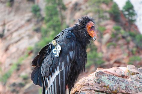 California Condor - Bird Watching Academy