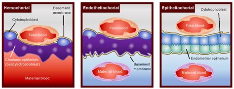 Cells | Free Full-Text | Endogenous Retroviruses and Placental ...