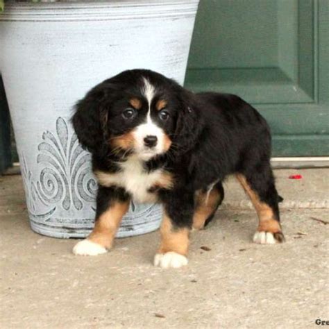 Miniature Bernese Mountain Dog Puppies for Sale