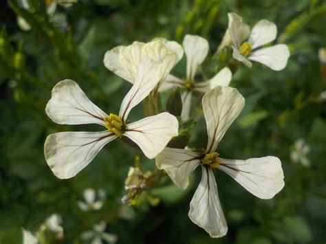 a hopeful nature: Rocket Flowers