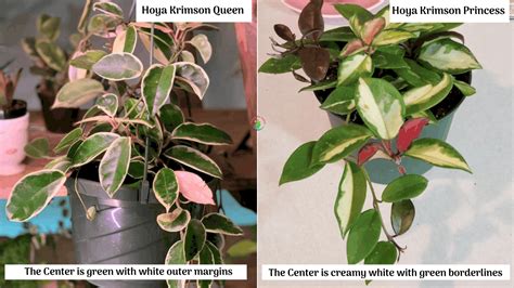 Hoya Krimson Queen Vs Princess: What Is The Difference? - Garden For Indoor