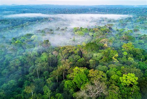 Thanks to humanity, the Brazilian Amazon is now releasing more carbon dioxide than it absorbs ...