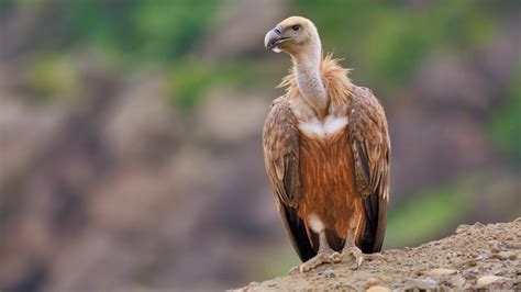 Griffon vultures: The comeback is on for world’s highest-flying bird in Turkey | World | The Times