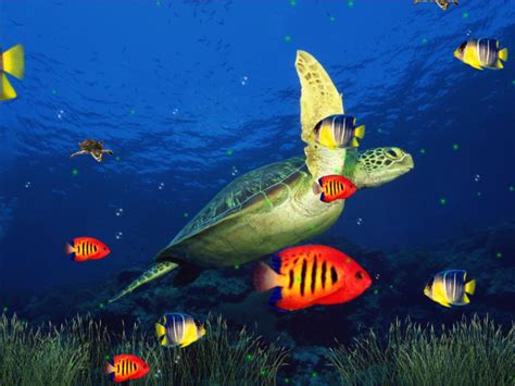 🔥 Download Marine Life Aquarium 3d Screensaver by @lisanewton | Free ...
