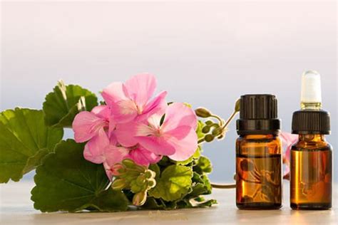 Geranium oil for Healthy Hair and Skin I DIY Recipes – Moksha ...