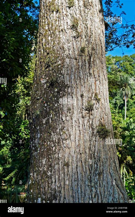 Large leaved mahogany hi-res stock photography and images - Alamy