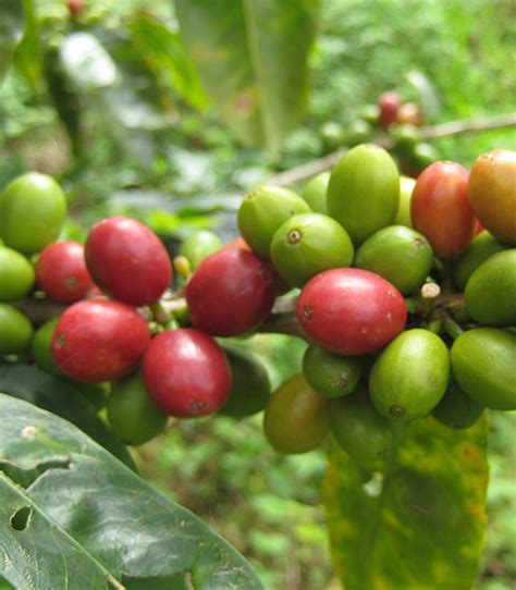 Harvesting Coffee: How To Pick The Freshest Bean – Better Coffee At Home