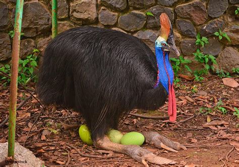 I found the green cassowary eggs... now, all we need is the ham. : r/WeirdEggs