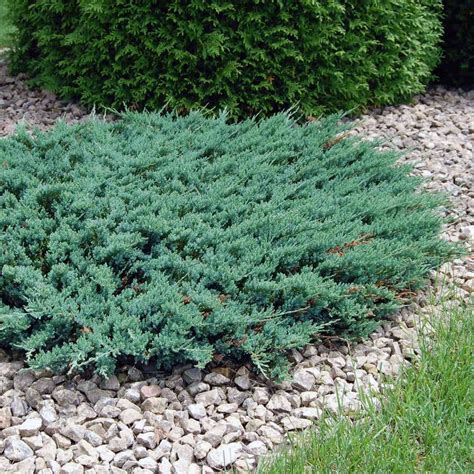 Juniperus horizontalis 'Blue Chip' from NVK Nurseries