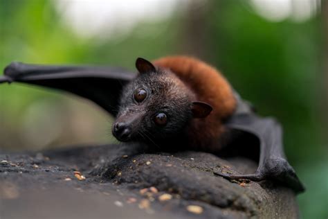 Living with Flying Foxes | Tamworth Regional Council