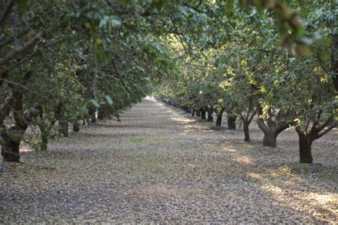 What’s Cracking with Almond Harvest 2020?