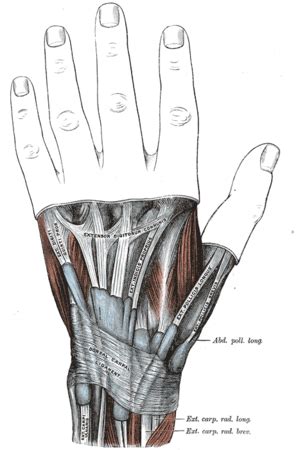 Extensor Retinaculum (Wrist) - Physiopedia