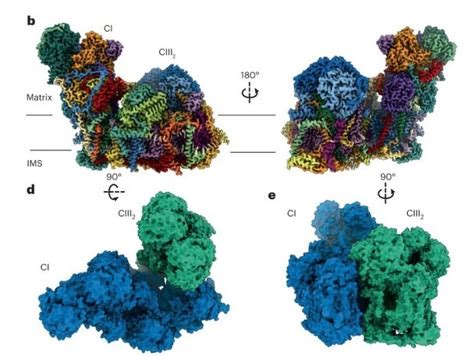 First complete structures of plant respiratory proteins