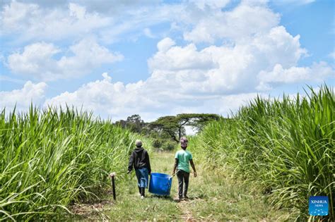 Chinese-invented Juncao grass changing fortunes of Kenya's dairy farmers - The New Times