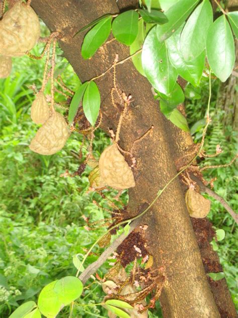 Padang Jawa - Masih Ku Ingat, Dulu Lain Sekarang Lain: Buah Nam Nam Yang Telah Pupus DiKampongku