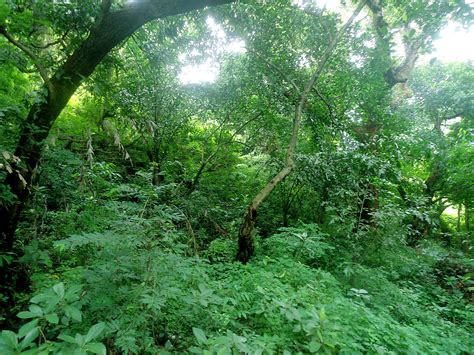 Odisha semi-evergreen forests - Wikipedia