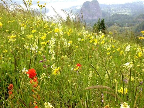 Wildflowers, Columbia Gorge