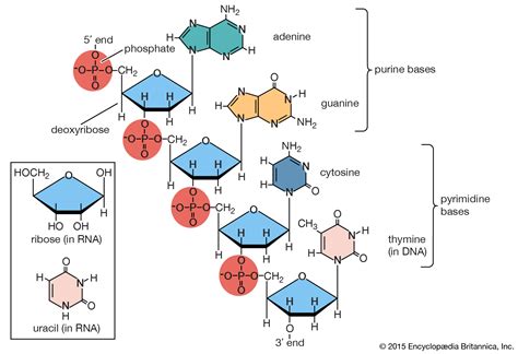 genetics - Double stranded RNA Single stranded DNA - Biology Stack Exchange