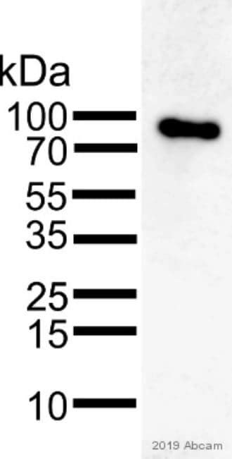 Anti-LAMP1 antibody - Lysosome Marker (ab24170) | Abcam