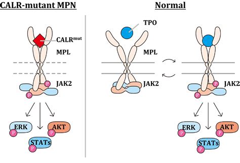 Jak 2 Mutation Test