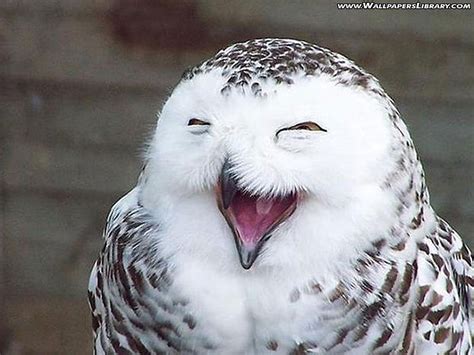 Funny owl HD wallpaper | Pxfuel