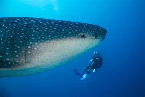 Wildlife of the Week: Whale Shark - Underwater360