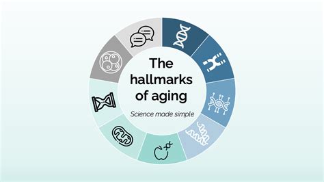 Hallmarks of Aging - Part 1 - nem.health