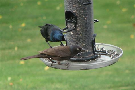 Common Grackle – Crazy for Gardening