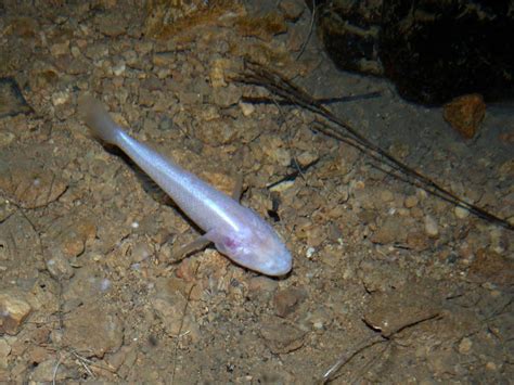 30 Cavefish Facts About The World's Most Elusive Fish