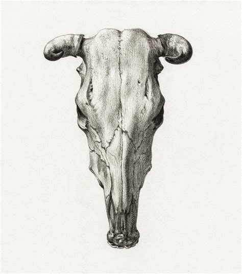 Skull Of A Cow Images | Free Photos, PNG Stickers, Wallpapers & Backgrounds - rawpixel